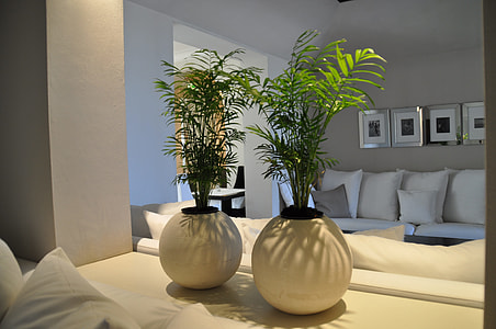 two green potted plants on white ceramic vases on top of white wooden table thumbnail