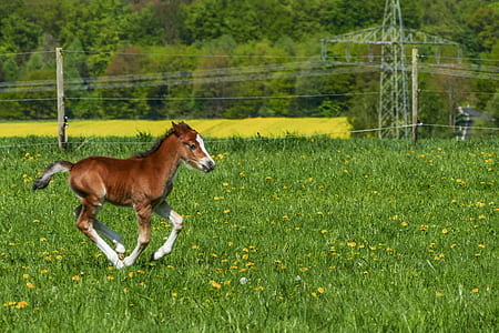 white and brown horse running on grass thumbnail