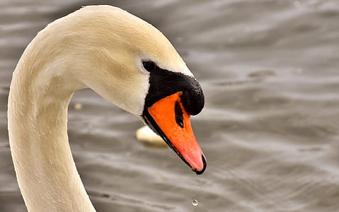 close-up photo of white swan thumbnail