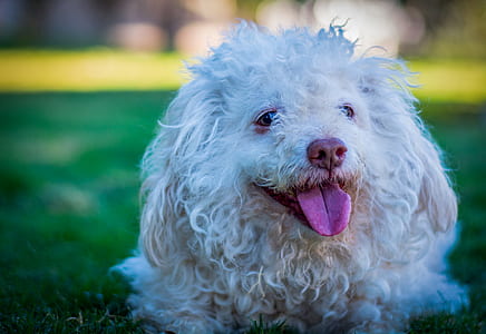 White Toy Poodle on Grass Field thumbnail