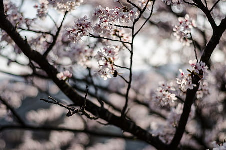 white petaled flowers closeup photography thumbnail