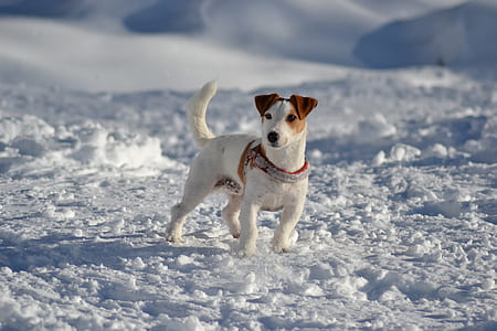 adult white and brown rat terrier standing on snow thumbnail