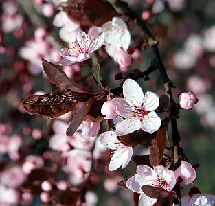Branch Of Cherry Tree Japanese, Tree thumbnail