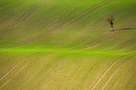 tree in the middle of green field during daytime thumbnail