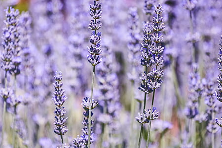 shallow focus photography of lavender thumbnail