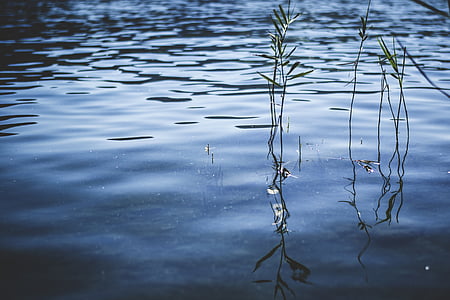 green plants on body of water thumbnail