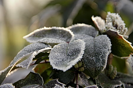 photo of snow covered green leaves thumbnail