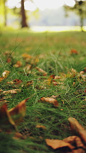 macro photo of green grass thumbnail