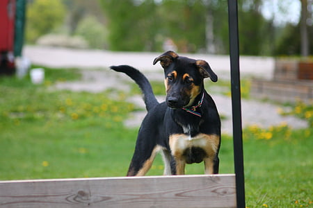 short-coated black and brown dog thumbnail