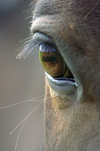 animal right eye thumbnail