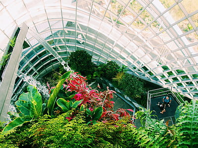 aerial view photography of red and green leaf plants inside glass building thumbnail