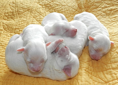 five white puppies on yellow cloth thumbnail