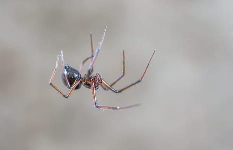 Closeup Photography of Black and Brown Spider thumbnail