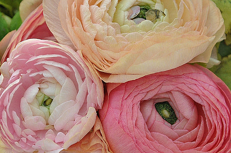 close-up photo pink and white rose thumbnail
