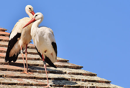 two white storks perched on brown roof during daytime thumbnail