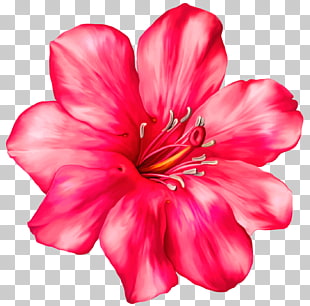 Flower , Exotic Pink Flower , red flower PNG clipart