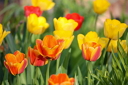 yellow and orange tulips blooming at daytime thumbnail