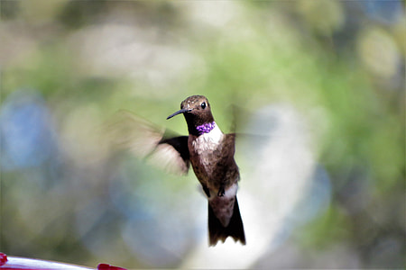brown hummingbird hovering on air thumbnail