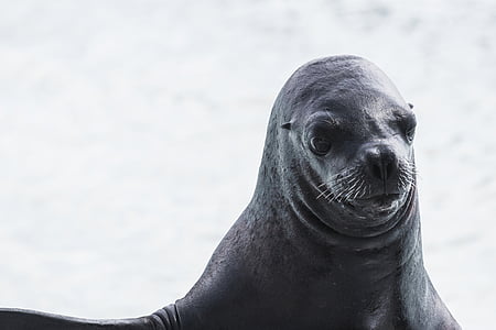 photography of sealion thumbnail