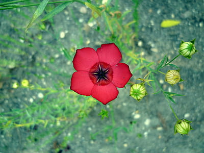 selective focus photography of red petaled flower thumbnail