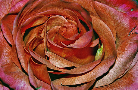 closeup photo of pink and orange rose flower on bloom thumbnail