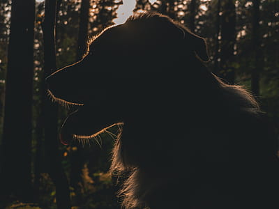 silhouette of dog near trees thumbnail