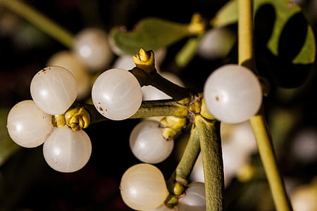 close up photo of small round white fruits thumbnail