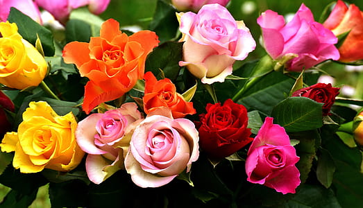 pink, yellow, and red petaled flower thumbnail