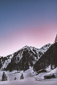 pine trees in mountain thumbnail