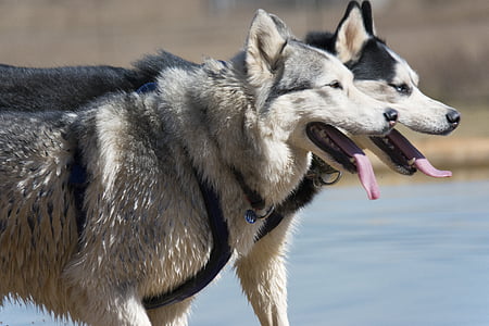 black and grey Siberian huskies thumbnail