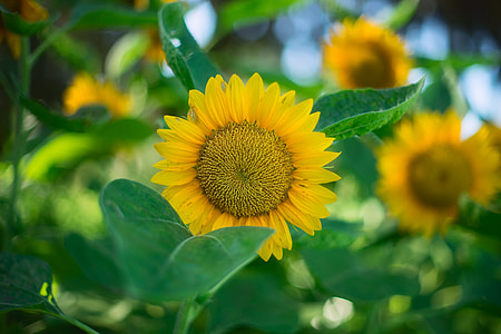 selective focus photography of sunflowers thumbnail