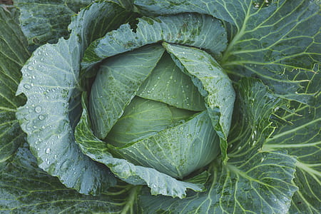 blooming cabbage thumbnail
