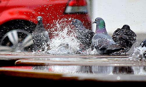 Low Angle Photo of Pigeon on the Road thumbnail