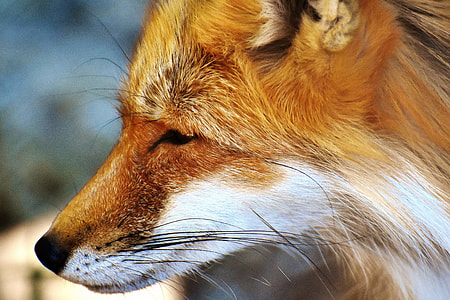 brown and white fox thumbnail