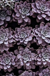 purple flowers macro photography thumbnail