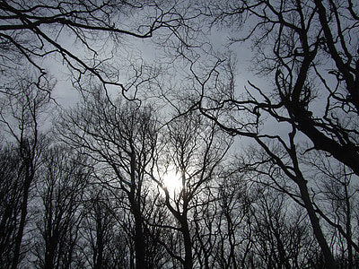 low angle photo of silhouette of leafless trees against sunlight thumbnail