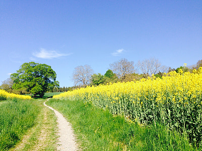 yellow flower field and tall green trees thumbnail