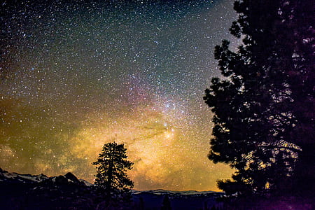 green trees under starry night thumbnail