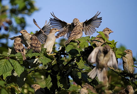 flock of birds on green plant during daytime thumbnail