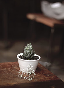 green-and-white cactus plant on top table thumbnail