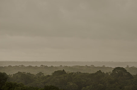 aerial photo of jungle thumbnail