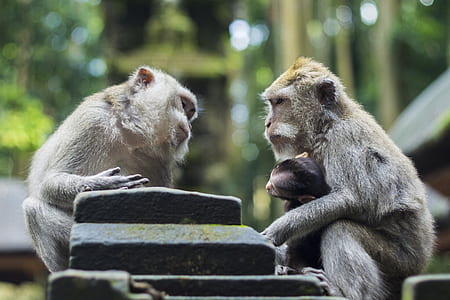 three brown monkeys in tilt shift lens photo thumbnail
