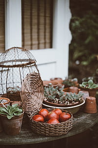 apple fruits in basket thumbnail
