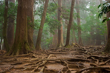 shallow focus photography of green forest during daytime thumbnail