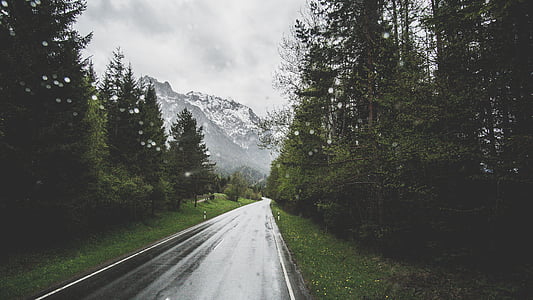 asphalt road between trees thumbnail