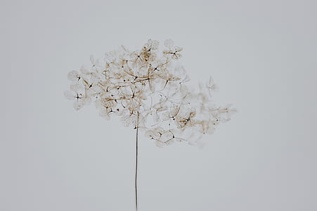 close up photograph of white cluster flower thumbnail