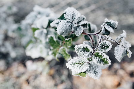 Detail of leaves covered in frost thumbnail