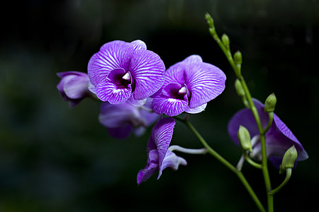 close-up photo fo purple orchids thumbnail