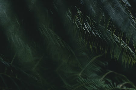 green fern plants thumbnail