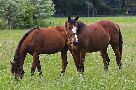 two brown horses in field thumbnail